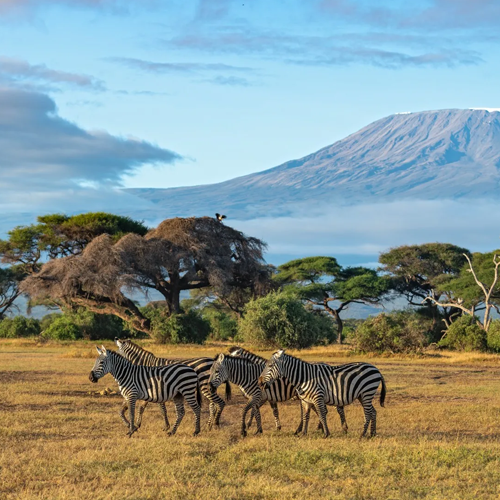 Nine Star Travellers